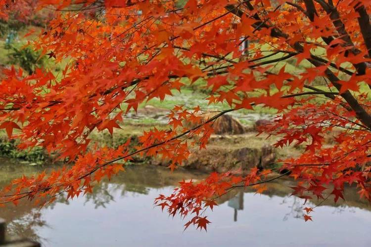 【田野绿】 12月12日周日 漫步佛冈枫叶大道 观赏色彩斑斓世界