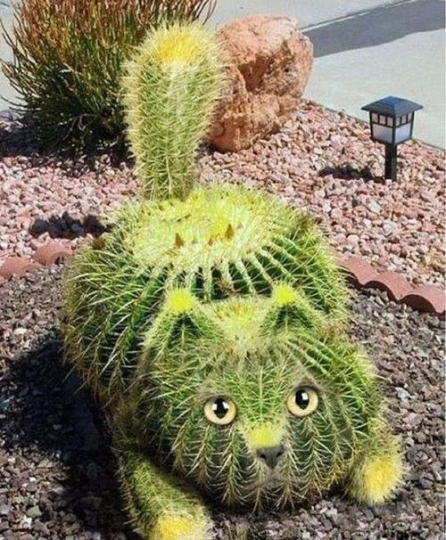 "拒人千里"的仙人球开花竟那么美,亲试仙人球开花秘笈