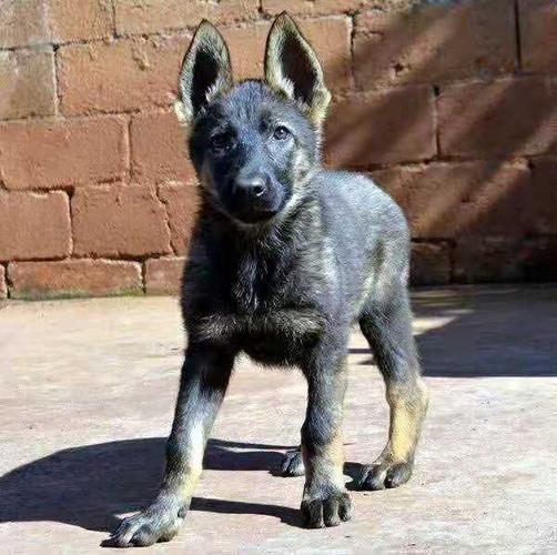 专业养殖出售高品质纯种健康昆明犬幼犬宝宝