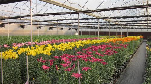 成为中国百合"品种最多,品种最优,品种最全"的百合花种植基地,全国