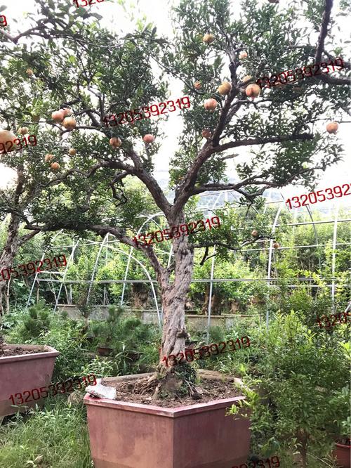 石榴树盆景古树桩子别墅庭院绿化地栽大石榴树造型美