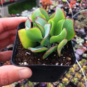 海带多肉植物