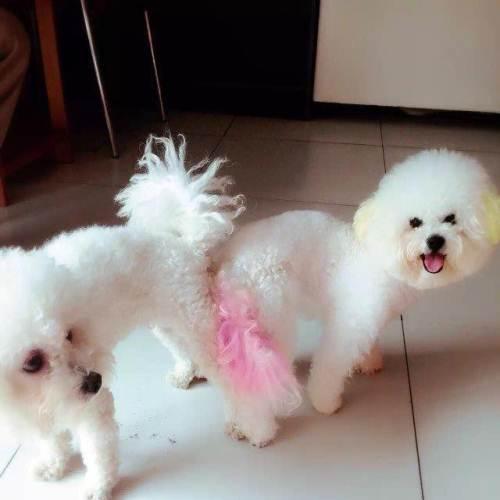 纯正家养小比熊出售.标准体.狗爸妈都是八九斤的体重.