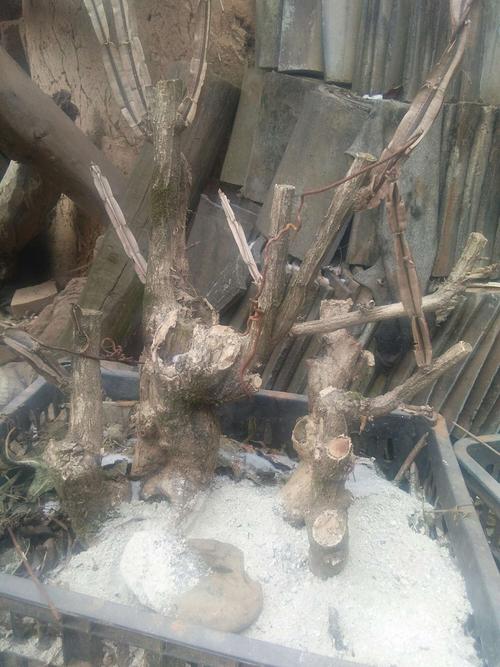 盆栽出售:水灵木,别名:灯笼商酸,地蓬子,别名:荀子,野生黄杨