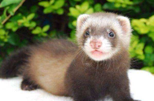 宠物貂都有什么种类?