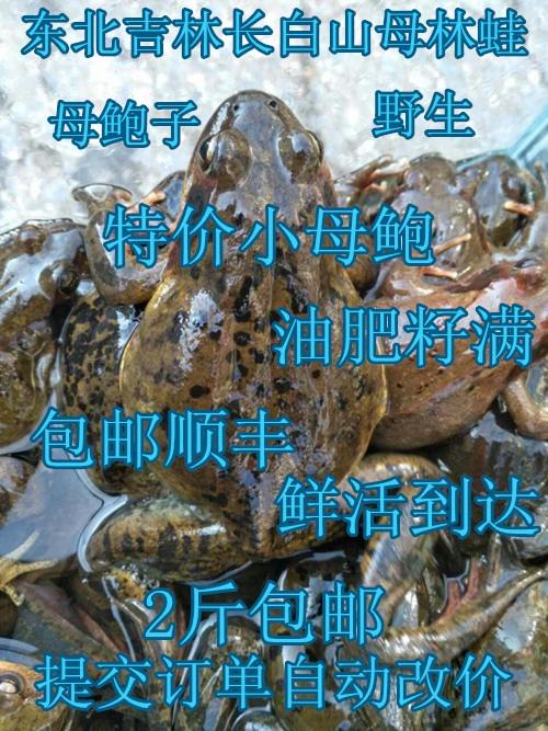 鲜活东北长白山林蛙蛤蟆雪蛤活体 只左右特价小母鲍 20 斤 1 包邮顺丰