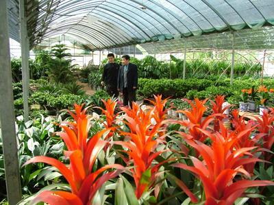 花卉种植选哪家——山西效果好的花卉种植温室