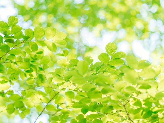 绿叶,叶子,树叶,绿色,阳光,唯美,柔和,植物花卉阳光下唯美的绿叶高清