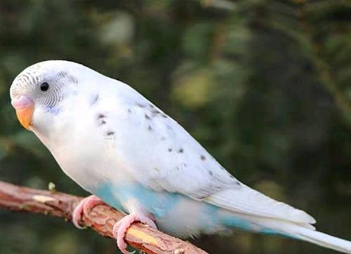 怎样手养虎皮鹦鹉――虎皮鹦鹉选购价格指导