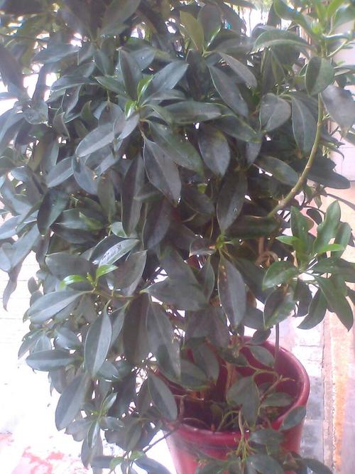 请问这是非洲茉莉吗?该如何修剪?