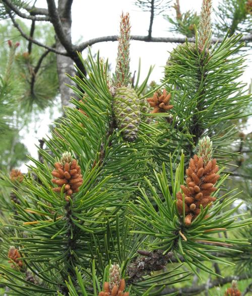 60  different types of pine trees (with names and
