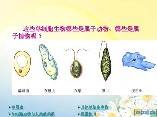 免费文档 所有分类 高等教育 医学 第四节单细胞生物 上一页第3页 下