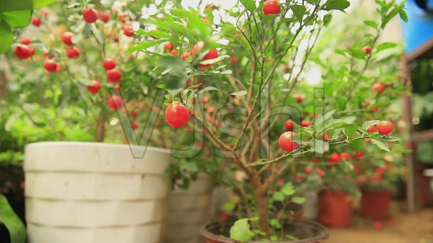 珊瑚樱_1920x1080_高清视频素材下载(编号:5958094)