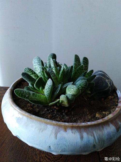 多肉子宝如何养殖厚?