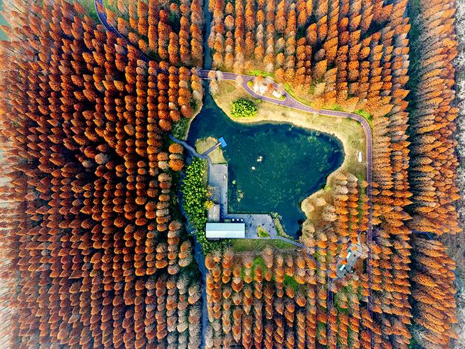 2020年12月12日,俯瞰盐城市黄海森林公园.