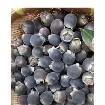 山稔子干果山捻子果念子果干山棯子多尼果桃金娘野生新鲜泡酒材料