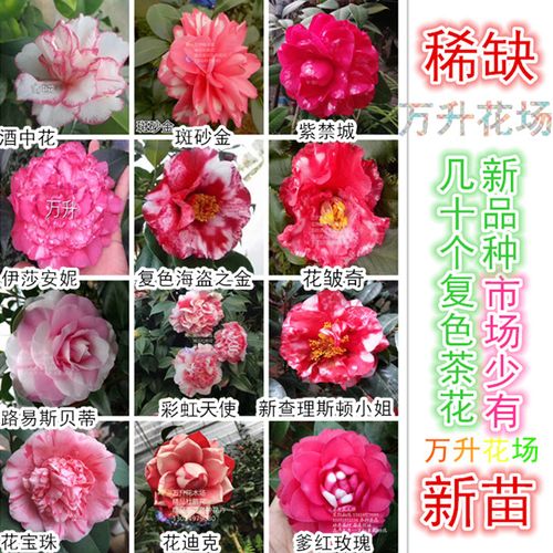 几十个茶花新品种 迪克复色茶花 新查理斯顿小姐 酒中