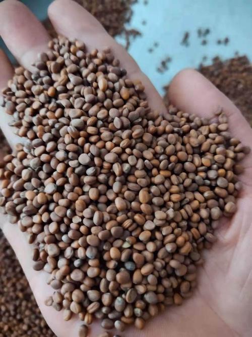 供应中药莱菔子新货