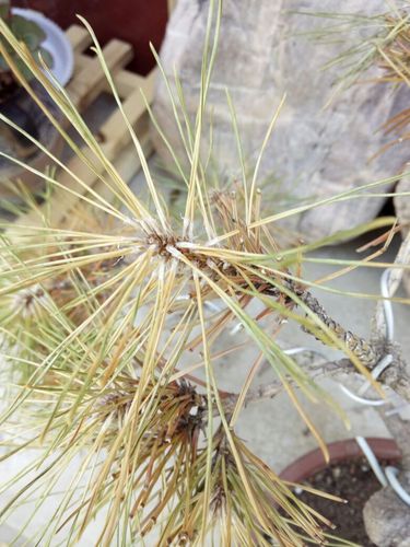 我的黑松啥病,怎么治疗,谢了.