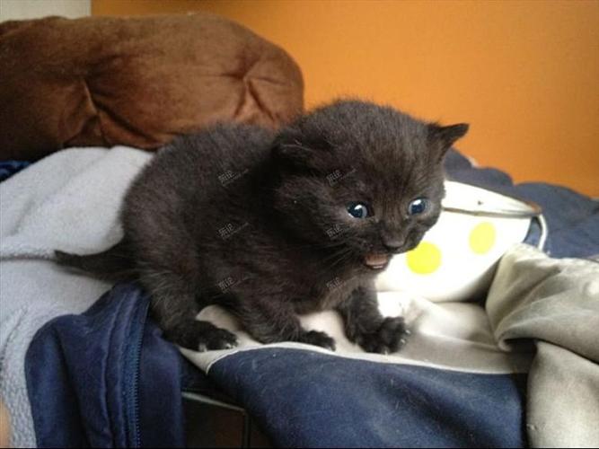 转让几只英短 [复制]