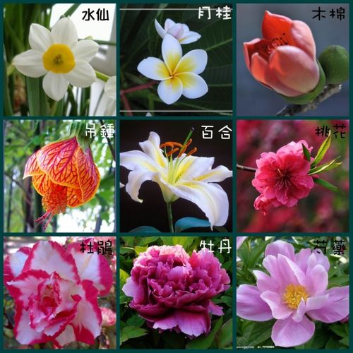 中国各种花的寓意