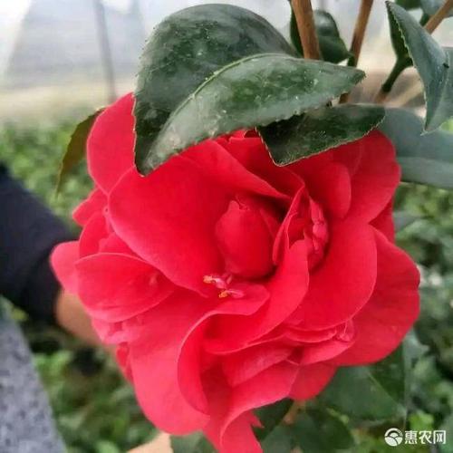 黑珍珠茶花苗16杯80装一箱大红色花朵名贵品种花卉盆景