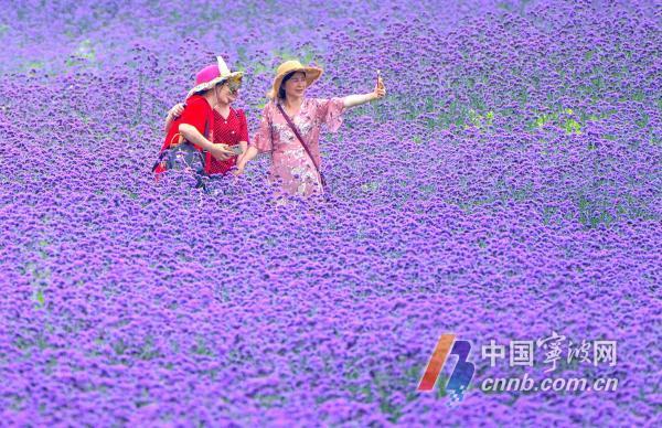 江北荪湖马鞭草迎盛放期 游人畅游紫色花海
