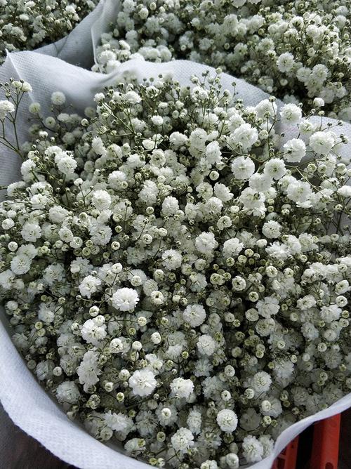 【满天星】昆明斗南白满天星百万星千万星鲜花干花材料1kg/扎