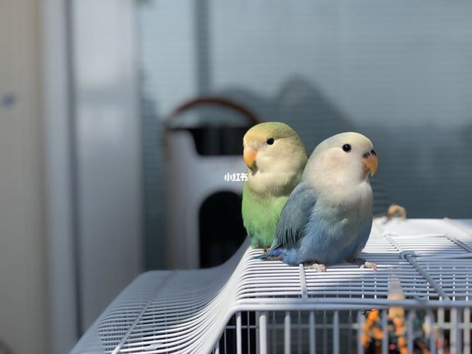 【牡丹鹦鹉】各色花桃94_鹦鹉_牡丹_松石_牡丹鹦鹉