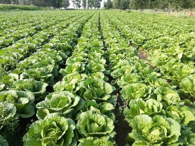 掌握大白菜吸肥规律 巧施肥实现优质又高产