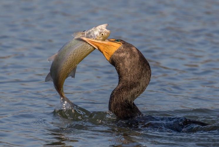 渔民如何训练鱼鹰抓鱼,这项技艺会失传吗?