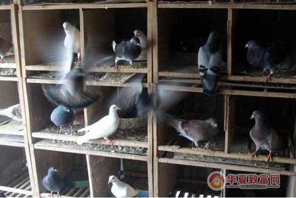鸽子养殖加盟要多少钱