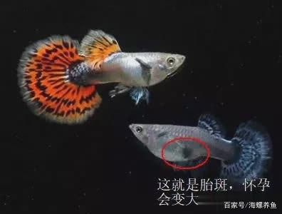 如何区分孔雀鱼公母