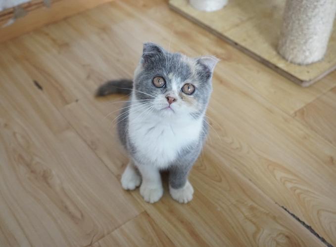 三花英短折耳母家养纯种英短猫活体宠物猫英国短毛猫