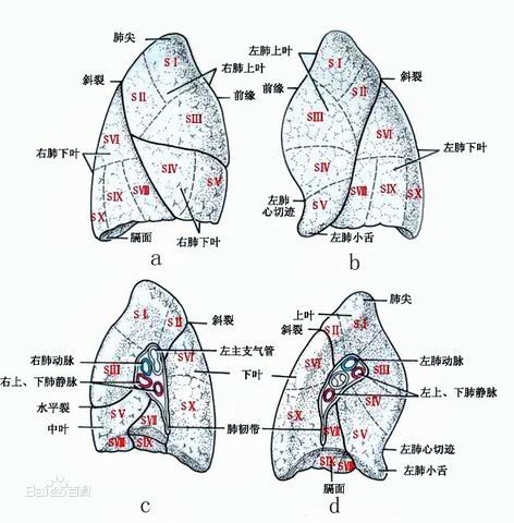 肺段解剖示意图