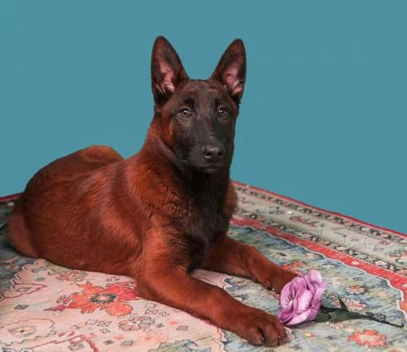 纯种爆红马犬幼活体警犬看家家护院犬精品比利时畜牧