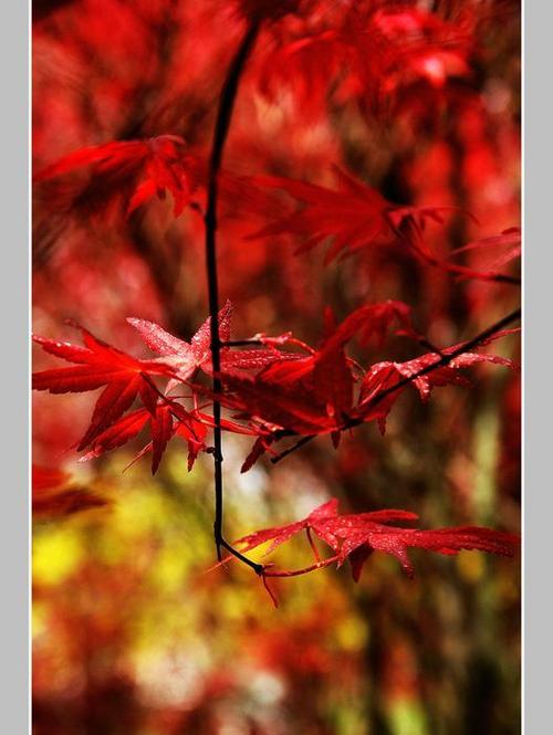 526_700 竖版 竖屏