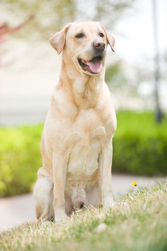 拉布拉多犬