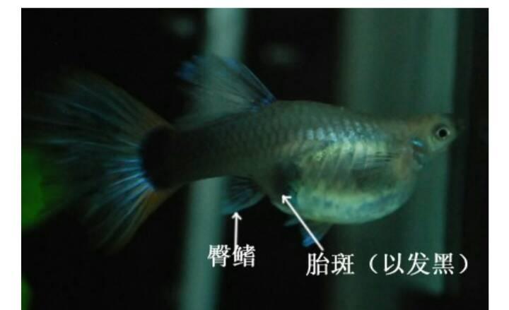 展开全部 孔雀鱼产卵的标志就是,腹部有胎斑