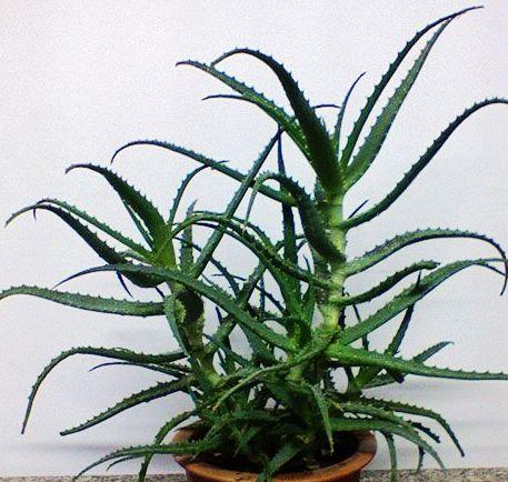 龙爪芦荟的吃法及作用