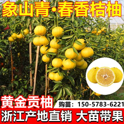 正宗嫁接象山青树苗春香桔柚苗黄金贡柚果树盆地栽南方种植包成活