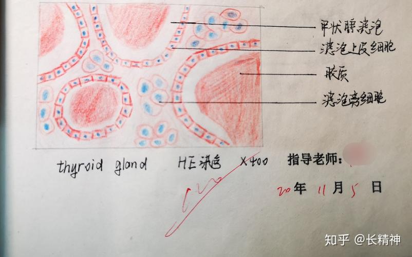 组胚实验红蓝铅笔手绘图