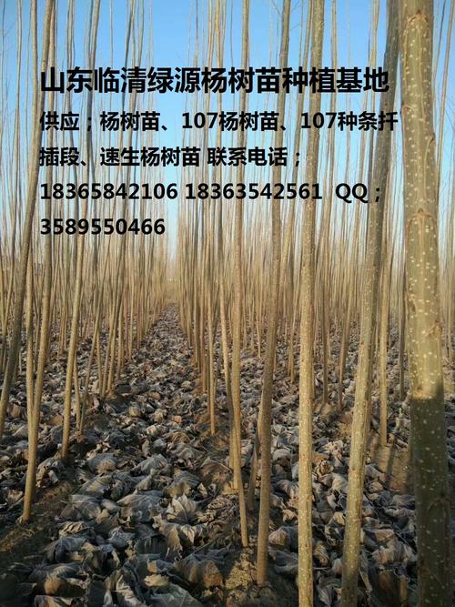 供应107杨树苗107种条扦插段