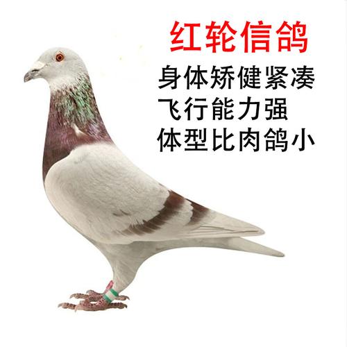 一对红轮信鸽鸽子活体种鸽青年鸽幼小鸽子赛鸽鸟