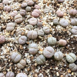生石花 荒玉 c189a 稀有 一年苗 0.9cm左右 褪皮停售