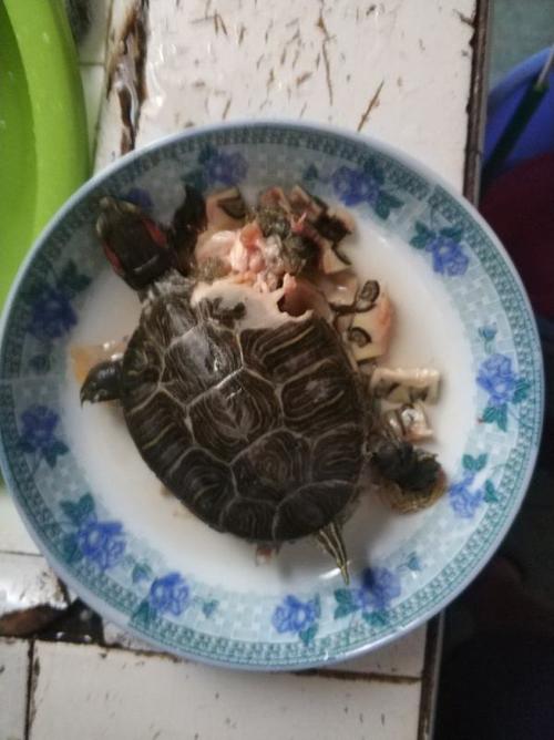 黑驴品网做的土茯苓乌龟汤