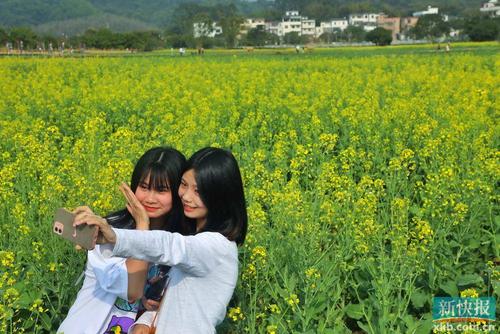 读图| 油菜花开春意浓