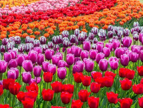 明天汝南百万郁金香亲子乐园开园门票免费送