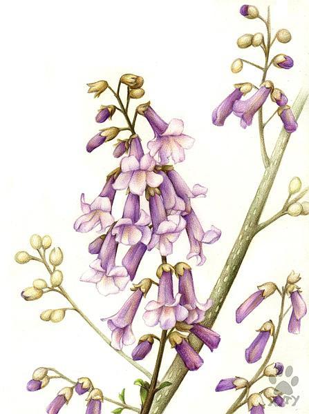 (泡桐花)我是个多闲得无聊的人哇~~当一回纸上园丁~~咔咔~~花是不能画