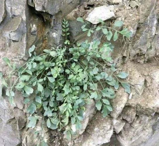 岩黄连这种植物,你见过吗?